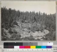 A redwood "crazy forest". On sliding slope opposite Smith's, 1 1/2 mile north of Richardson Grove. Entire slope is sliding and many trees stand on sharp angles as a result. 7-19-37. E.F