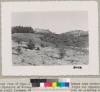 General view of type of land being used for Christmas tree production in the Prunedale District of Monterey County. The soil is very light but apparently has a high water yield (between FMC and WP). General survival on planting of 1 and 2 year. old Douglas fir seedlings have averaged over 75%. Rainfall is 10 to 12 inches. March 1950. Grah