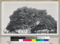 Morton Bay Fig (Figus Macrophylla). From Australia. Planted in 1877. Branch Spread 135 feet in 1942. Largest of its species in United States. At Monticito & Chapala Sts. in Santa Barbara, near Southern Pacific Railroad depot & adjacent to the new highway route. Print from G. D. Whittle, August 4, 1947
