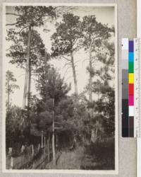 Pinus resinosa, two generations. Itasca Park, Minnesota