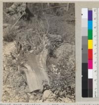 Redwood root studies. A 20" stump blasted out and lying, split in half and upside down beside railroad track, Monument Creek near Scotia, California. Note roots extending vertically downward from the laterals. Start out as 2" to 3" diameter, but taper quickly to pencil thickness after 3-4 ft. Abundance of roots may be related to presence of burl at stump base. August 1937. E.F