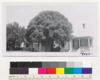 Melia azedarach umbraculiformis. Umbrella tree with a truly umbrella crown in the 300 block on Florinda St., Hanford. Juner 1952. Metcalf