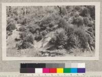 U. S. Forest Service. Union Lumber Company. 5 year old cutting--redwood land. Mendocino County