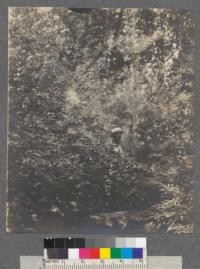 Young White Pine coming in with Sugar Maple, Beech and Red Oak reproduction. Douglas Lake, Cheboygan County, Michigan. Metcalf 1907