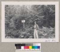 Lunnum and the Christmas tree forest before working over to remove Lodgepole pines and release desirable Douglas firs. Shelton, Washington. Metcalf. Sept. 1952