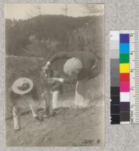 Class in Forestry 104 measuring height of Monterey Pine natural seedling following the fire of 1921 along the Tunnel Road. October, 1924