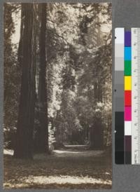 Muir Woods, Marin County. A. E. Weislander