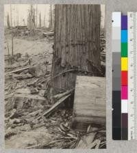 Spar tree at Dolbeer-Carson Camp on Elk River. Tree was moved off stump to get it closer to track. Stump shows at left. June, 1934. E. F