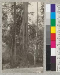 The "Mother Tree" (Sequoia sempervirens) in California State Redwood Park, Santa Cruz County. Silviculture Trip