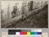 Redwood Utilization Study. Tree #1033, showing the first break from the stump. E. F. Sept. 23, 1928