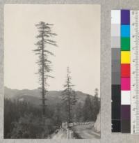 Lone redwood on Redway Bluff below old Highway. Open grown. (4.5;1/25; 6 P.M.) May, 1934. E. F