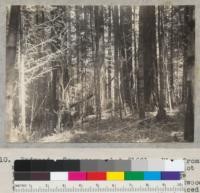 Redwood. Temporary plot #1661. View from middle of west side near country road. Plot is on Little North Fork of Big River side of ridge separating it from Caspar Creek. 29" redwood to left; 56' to right. Young growth likely induced by freedom from fires and open character of stand. See also #6709. 6-2-40. E. F