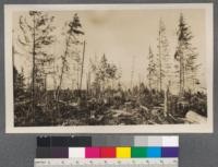 The slashing as left after logging. You will note there isn't very much left standing. While there seems to be considerable left on the ground there is very little left that can be used at the present time. Everything that can be made into ties is utilized, those which are O.K. being sold to the railroads, the others being used on the logging road