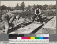 Waters and Woodruff preparing seed-bed in Course 106, fall of 1917. Middle seed-bed illustrates retention of vitality in Bishop pine seed from mature to 15 years old