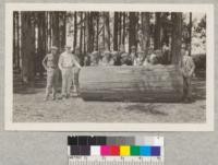 First log for fireplace unloaded. Gift of Union Lumber Company to Forestry Club. One of eight logs