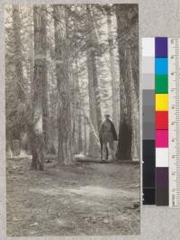 White Fir. Butte Creek Plot #6. Site 60' at 50 years. Volume 65,400 B.M. [board measure] per acre. Age, 97 years. Schumacher, 1925