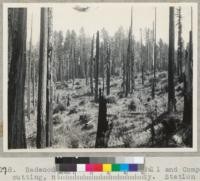 Redwood Region. Old Hobbs Wall and Company cutting, now State Park property. Station #1684. Photo for succession after Erechtites prenanthoides (Australian fireweed). Sparse redwood reproduction beneath the weed in spite of adequate and nearby seed source. Culvert Station #342 + 77. See photo #6814. 10-3-42, E.F