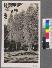 Southern edge of Big Tree (Sequoia gigantea) grove. Plot L. Chico Station, August, 1916