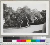 Live Oaks, University of California campus near Faculty Club, Berkeley, California. 1939. Mr. Pilchard, 4-H Leader, Illinois