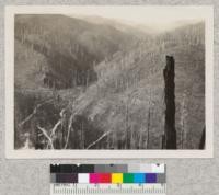 Triple burn planted to larch and Douglas fir, Deep Creek, Coeur d'Alene National Forest. Idaho. 1924