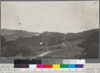 Wildcat Canyon from road going over hills into Cragmont looking S.E. across dairy ranch to cleared power line right of way. Blue gums and manna gums measured were near top of ridge in background of picture. Eucalyptus globulus