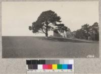 Silhouette of a lone Monterey pine exposed to ocean winds near the highway in San Mateo County. February 1931