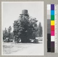 Redwood Region. Water tank set on the tops of the sprout trees around an old stump. On Comptche Road. A new small mill operation of Redwood Lumber Associates. Near Half Way House. 8-3-46, E.F