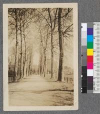 A departmental road in south western France lined with sycamores