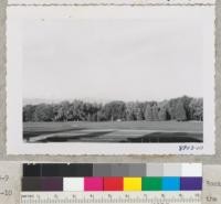 From the Index point in front of Pergola towards the Rockies to west of Denver with first snow on the peaks. Mt. Evans, Meridian Hill, Gray's Peak, etc. Juniper & Colorado blue spruce across lawn in front of hardwoods. Metcalf. October 1953