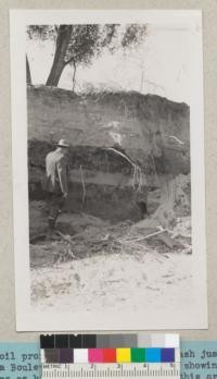 (c) Soil profile exposed by Vergudo Wash just above La Canada Boulevard Bridge over the wash showing stratifications as history of past floods in this areas. The oak tree started to grow before the top layer of gravel was laid down, the tree being filled in to that depth