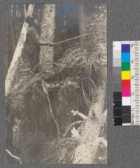 Engelmann Spruce partially overthrown by wind. American Creek, Montana