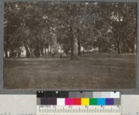 Fine old grove of valley oaks (Quercus lobata) near Durham Station, Butte County, used as enclosure of herd of elk. Sept. 1918