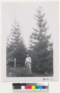 Wind River Station Arboretum, Wash. John Zivnuska and good trees of Picea Orientalis. Some of these have double leaders. Metcalf. Oct. 1952