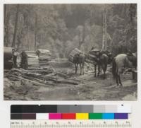 Redwood Region. Mules packing fuel wood to donkey engines. Union Lumber Company, Fort Bragg. 7-21-36. E. F