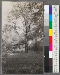 Acacia baileyana, plot F. Broken branch to left of picture shows character of repeated breakage to this tree, caused by weight of flowers. Jan. 1918