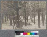 Monterey Pine plantation, Redwood Peak, near Oakland, California