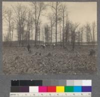 Barnes Farm, Geddes, Michigan. Land of Washtenau Light and Power Company. Crew underplanting an old culled stand of hardwoods with oak and elm seedlings. Spring, 1911