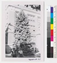 Colorado blue spruce. Oregon State College campus in front of Home Economics Building. Metcalf. Sept. 1952