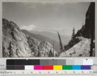 Trees of Brewer Spruce (Picea breweriana) - Weeping Spruce on Castle Crags near Castella, Shasta County, California. Reported from this place and pictures taken by Phil Haddock. Callifornia Forest Experiment Station. 1937