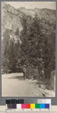 Sierra Juniper and Red fir along highway near Eagle Creek, Emerald Bay, Lake Tahoe. W.Met July 1922