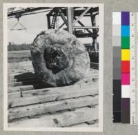 A redwood "burl," of a type different from the normal bud type. See also #7301-2. 2-5-45. E.F