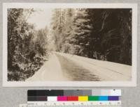 Log flume, Pan Handle Lumber Company, Idaho