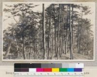 Benguet Pine. Pinus insularis. Phillippine Islands by A. Muzzall. One of the denser patches of Benguet Pine