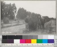 Metcalf, Charles Davis and Sydney Anderson in the Davis plantation of Coulter pines at Lompoc. May 19, 1940. Metcalf