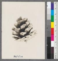 Series A. 3 and 4. Pinus echinata. Short leaf pine. 1919