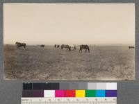 Horse range, near Homestead, Montana. Beyond the northern limit of sagebrush the Poa-Wheat grass type furnishes forage of high quality. Density 0.6. T.31 N. R.55, E.P.M., Sec. 4