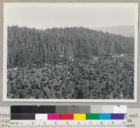 Redwood Region. Showing virgin forest and logged-off land cut clear about 1940. Holmes Eureka Lumber Company Camp Bemis, Grizzly Creek off Van Duzen River, Humboldt County, California. (Also a Kodachrome). No seed trees in foreground. Note stump sprouts. Timber in background in process of selective cutting. Trees under 36" in diameter at breast height being left. 8-31-47. E.F