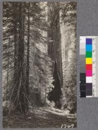 One of the Big Tree Giants, near plot #2. Whitaker's Forest. July, 1921. Sequoia gigantea, Tulare County. Young trees in foreground, 45 years old. "Scenes and Trees"