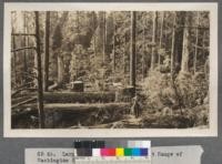 Large Douglas fir in the Coast Range of Washington felled and ready to buck. Portland Lumber Company Camp, Grays River, Washington. 1913