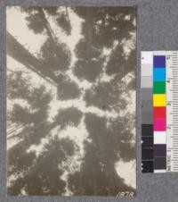 Secondgrowth Redwood Yield Study. Caspar - plot #2. View of crowns in a 51 year old stand of pure white fir - 26 thousand board feet per acre. Oct. 1922